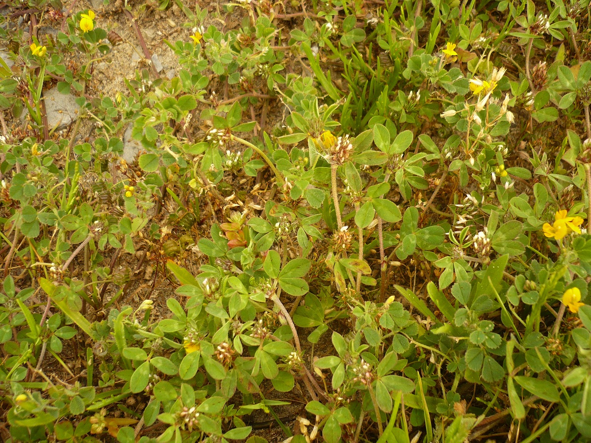 Trifolium scabrum subsp. scabrum (Fabaceae)